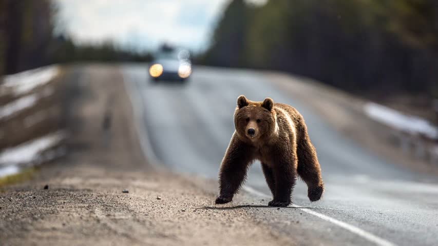 Фото - Оценена безопасность автодорог в России