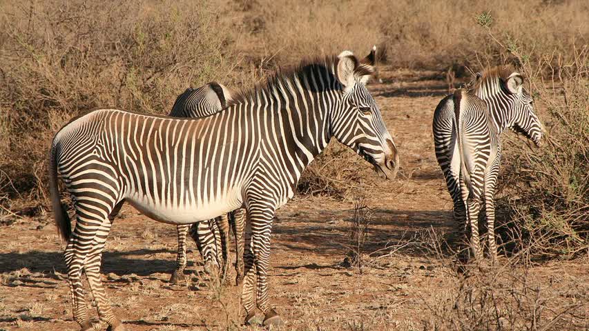 Фото - Самая редкая зебра в мире оказалось под угрозой исчезновения