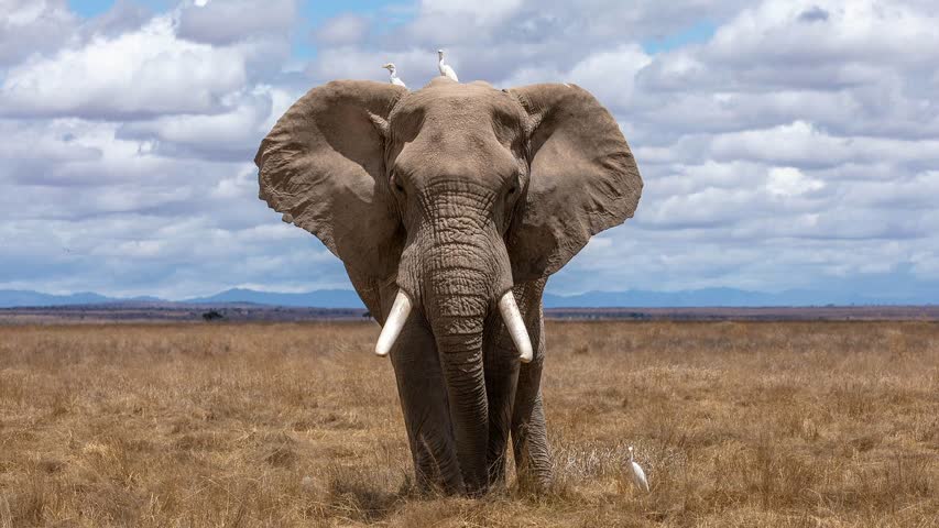 Фото - WWF сообщил о резком сокращении популяции диких животных в мире
